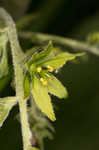 Green false hellebore